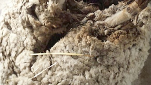 Chris the sheep undergoing his shearing operation.