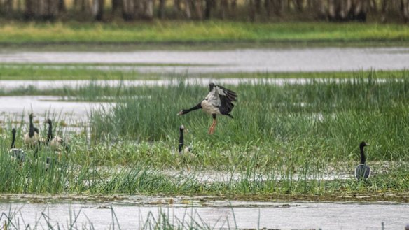 Birdlife at the Mungulla Wetlands.