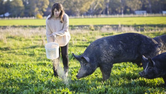 Fairytale life: Pigs at Bundarra Berkshires in southern New South Wales are raised free-range.