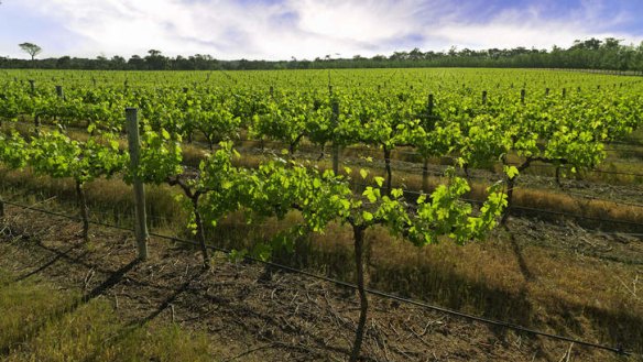 Margaret River wine region, Western Australia.