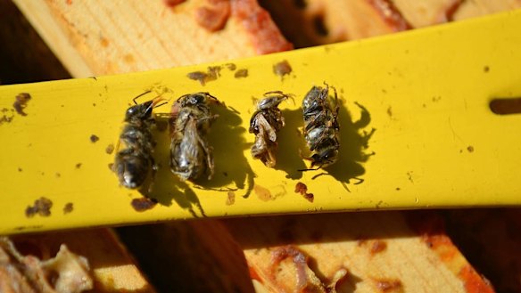 Deadly blood-sucking bee parasite discovered at Port of Melbourne