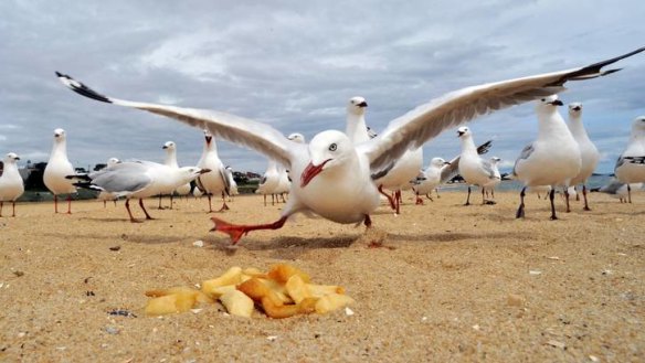Seagulls eat potato chips at Brighton beach.