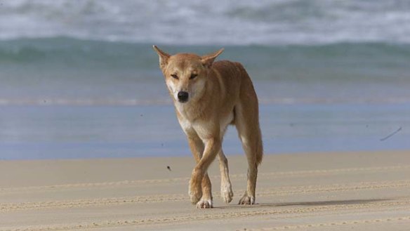 A dingo on the beach on Fraser Island.