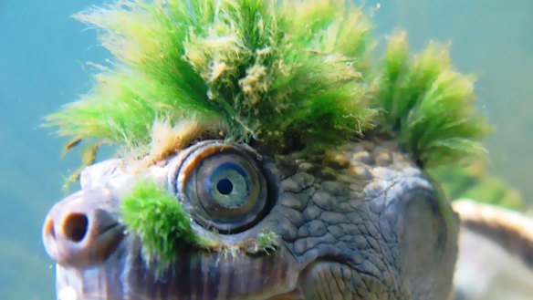 The punky Mary River turtle