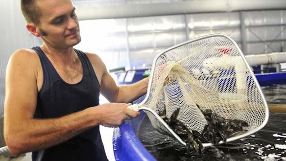 Cod farming scaled-up to tempt Asian markets