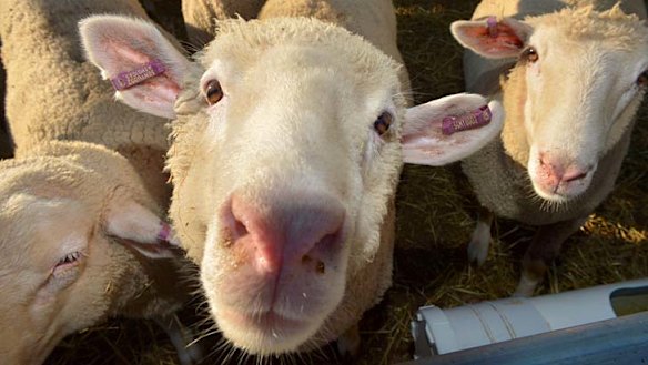 A baaaaad prognosis for the sheep industry.