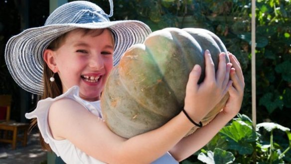 Six-year-old Mary Carroll staggers under the weight of a French pumpkin.