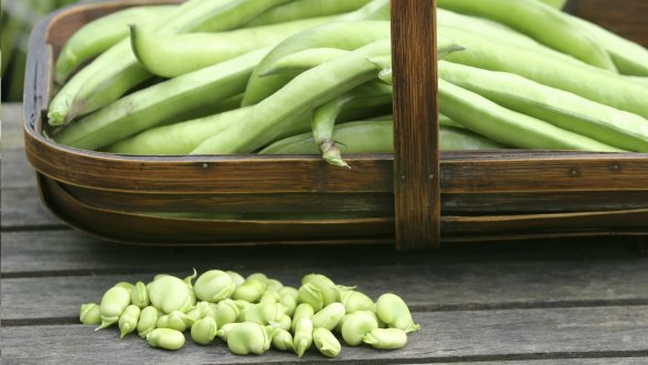 Broad beans are excellent for raised garden beds.
