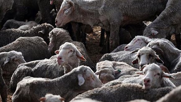 Sheep in Pakistan before they were culled.