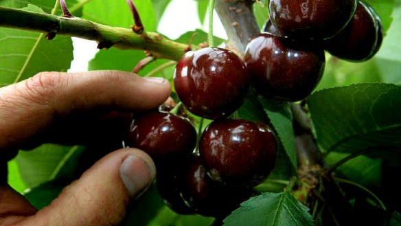 Cherries: The right location and climate are crucial.