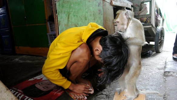 A performing monkey picks lice for his owner in Jakarta.