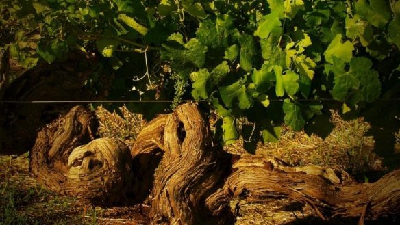 Well aged: Vines dating back to the 1860s are responsible for Henschke’s Hill of Grace shiraz.