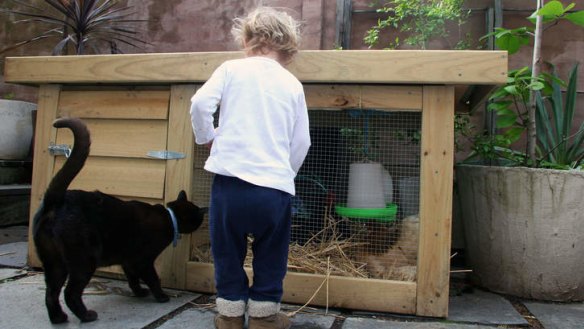 The chickens get a visit from Gus the cat and two-year-old Esther.