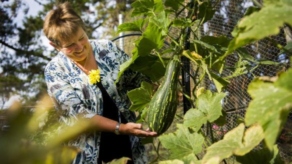 Mandy Haley checks on one of the pumpkins growing on the old tennis court fence at the Kingston community garden.