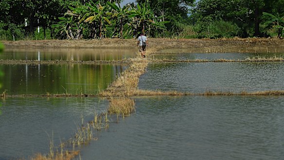 Prayoon Prankwang walks along a dike in his rice field flooded by water pumped from Tham Luang cave during the rescue operation.