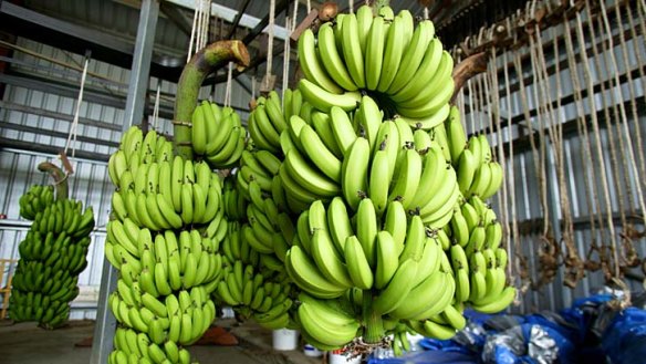 Not good enough: A study found up to 30 per cent of the north Queensland banana crop is rejected before it even reaches consumers.