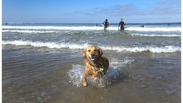 Tillie the dog is not bothered by the global records for the Pacific.