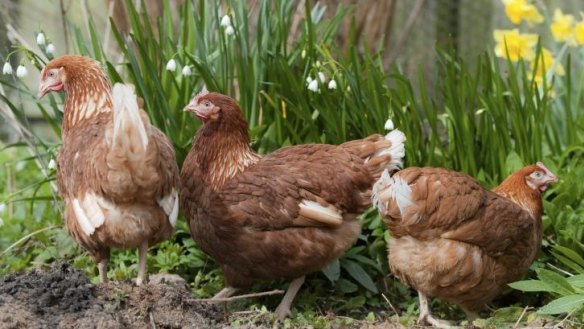 Trio: Spring chickens are ideal for Canberra's backyards.