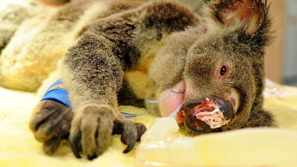 Koala shot and left for dead