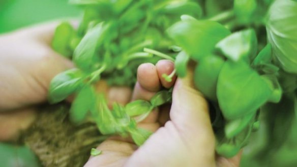 Fresh basil leaves being picked for a pasta sauce by Yarra Valley Pasta.