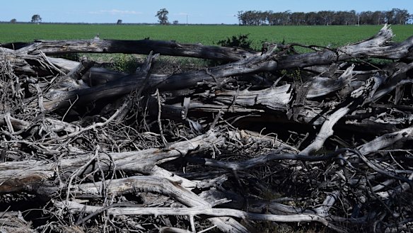 Cleared trees and crops near Croppa Creek. 