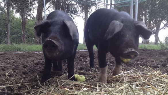 Bryan Martin's pigs, Kevin and Julia, at three months old and still a manageable size.