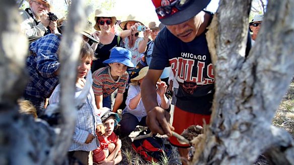 Collecting honey: Walkers watch on a member of the Goolarabooloo community demonstrate.