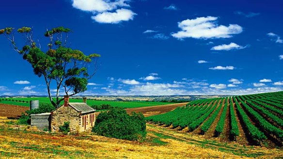 One of the many vineyards in McLaren Vale.