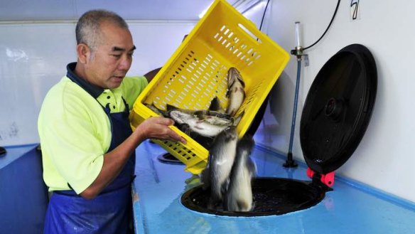 Thang Nguyen of Vung Tau Live Fish transports the Murray Cod that have been farmed at Marianvale Blue.