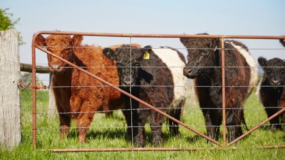 Warialda Beef's belted galloways.