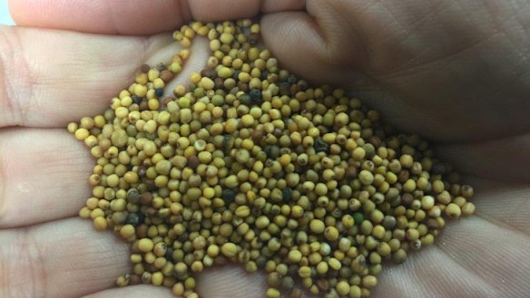 Brassica Carinata seeds that will be used to make aviation biofuel. 