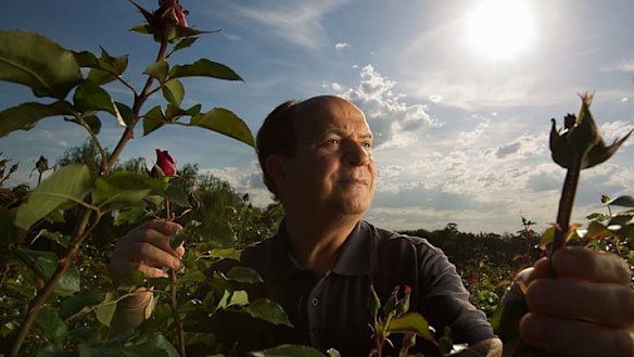 Facing imports, rose growers go to water