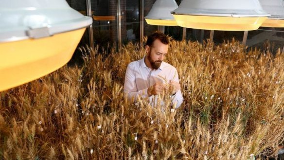Dr Lee Hickey, from the Queensland Alliance for Agriculture and Food Innovation at the University of Queensland, inspects the wheat crops in one of the speed breeding facilities.
