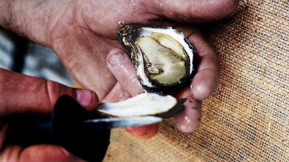 A Sydney rock oyster, on the Clyde River in Batemans Bay.