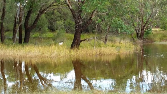 Garvey Park Wetland.