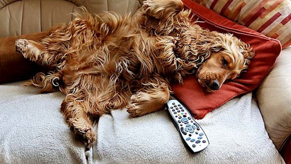 A lack of pet-friendly accommodation is leading Brisbane renters to give up their pets or have them put down.