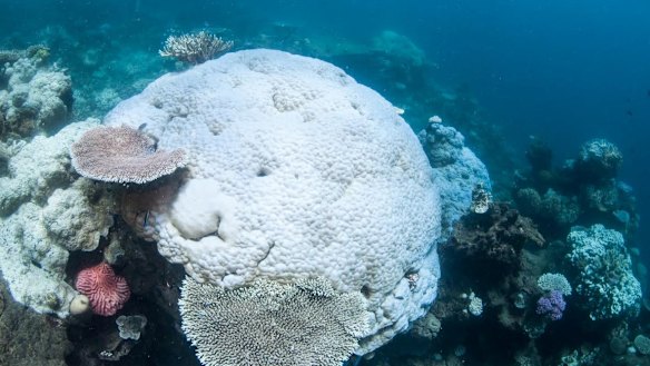 Another coral bleaching event is unfolding over parts of the Great Barrier Reef for the second year in a row.