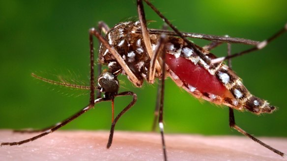 Could a mosquito cull reduce Buruli ulcer cases?