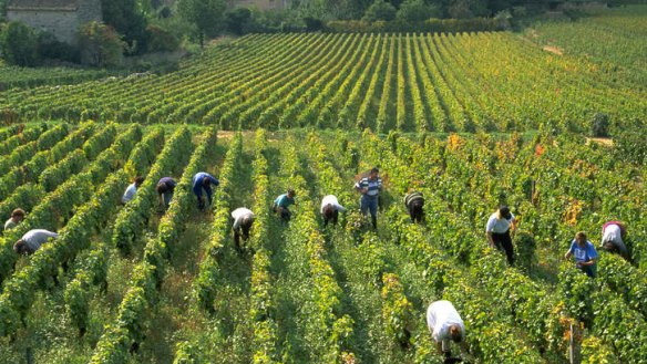 Grape stuff: Pickers work through the hallowed vines in Burgundy.