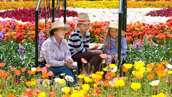 Star turn ... admiring the scene at Toowoomba's Carnival of Flowers.