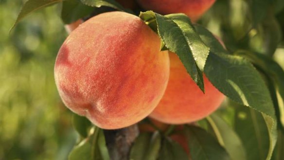 Peaches: Difficult but rewarding in the Canberra climate.