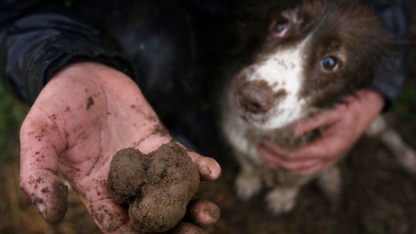 Good boy ... Duncan Garvey's dog Pickles with a found prize.