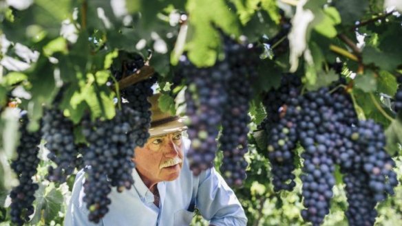 John Leyshon with some of his shiraz grapes at his winery Mallaluka.