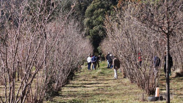 On the hunt: Searching for truffles at Terra Preta, near Braidwood.