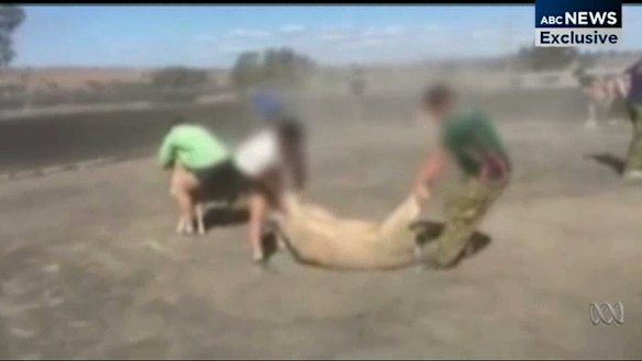 Anger as King's School's rugby teams filmed tackling sheep at farm