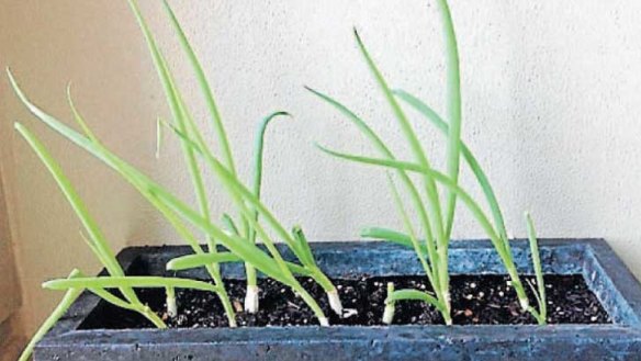 New life: It's easy to regrow your springies.