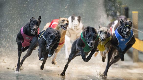 Greyhound racing has been banned in NSW.