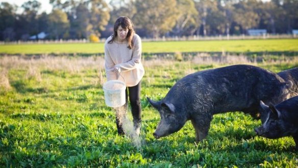 Finest fare: Lauren Mathers feeds her Bundarra Berkshires.