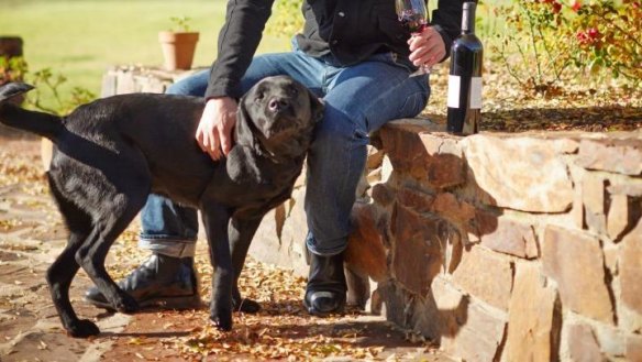 Recognition is long overdue for winery dogs like Norbet at Pizzini Wines.