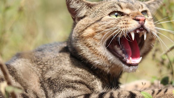 Feral cats are considered the single biggest threat to native wildlife.